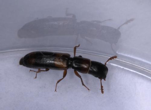 Nemozoma caucasicum